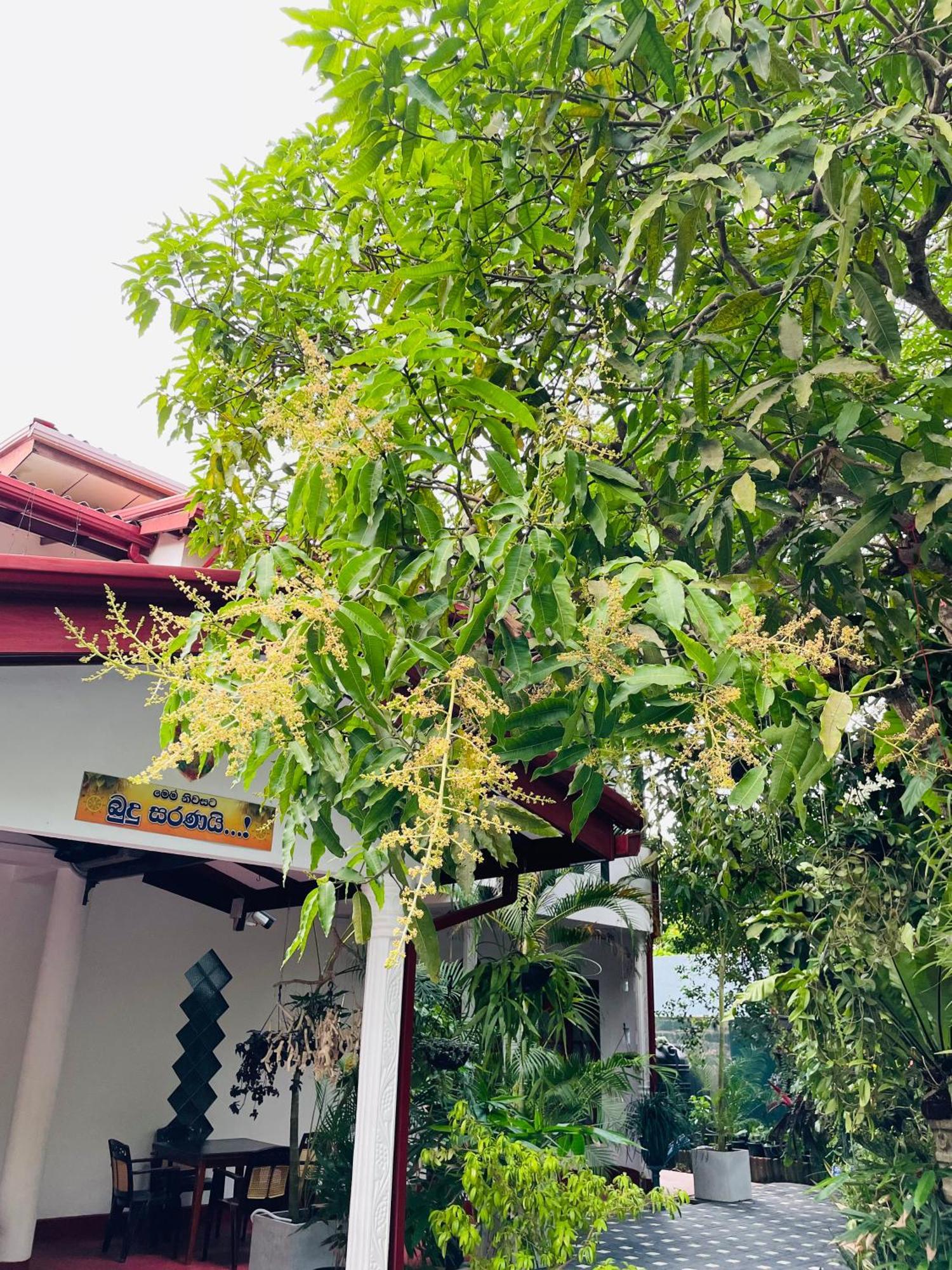 Kanthi Holiday Rest Homestay Mirissa Ngoại thất bức ảnh